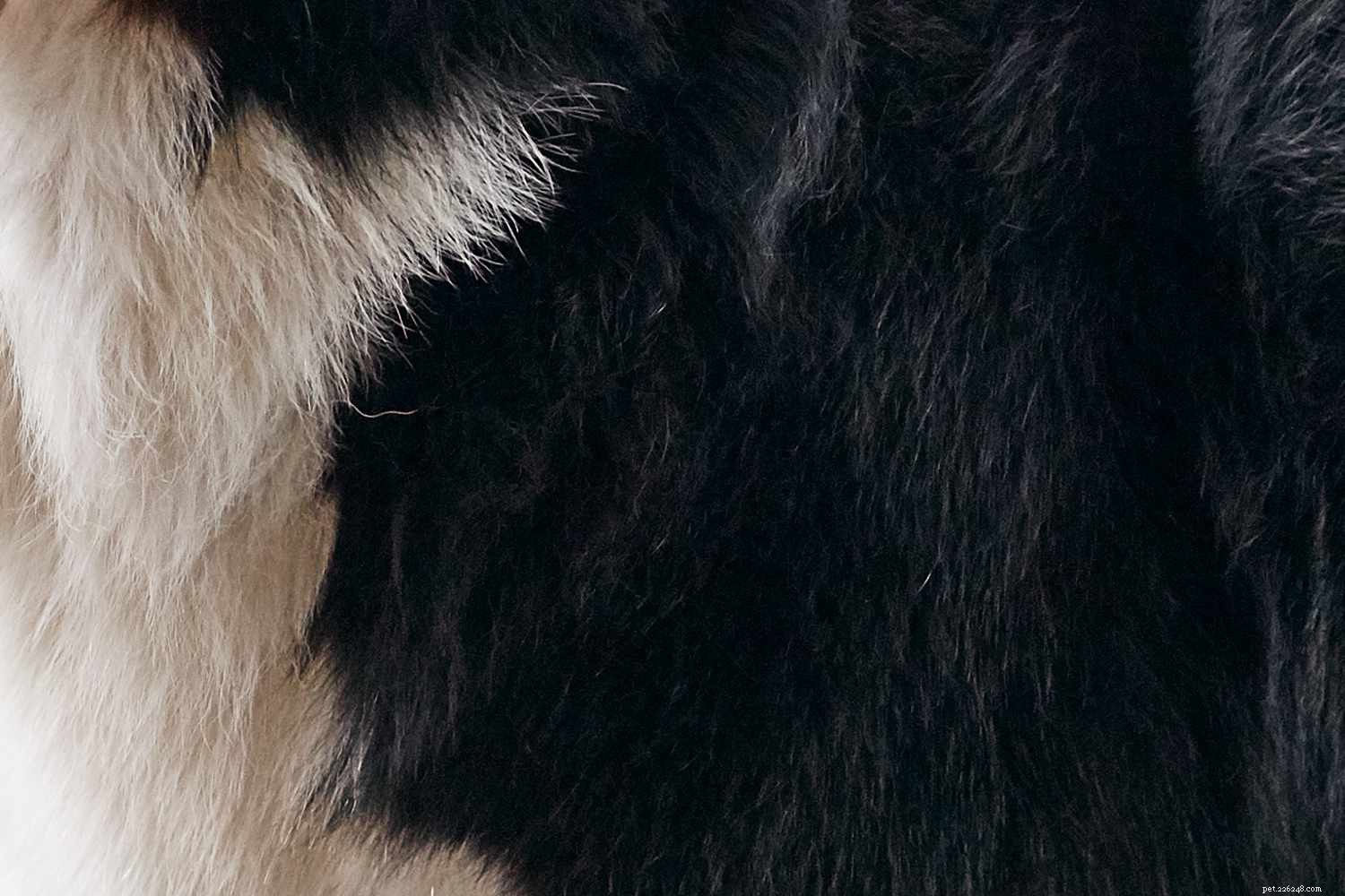 Bernese Mountain Dog (Berner): Complete Guide to Traits, Care & Training