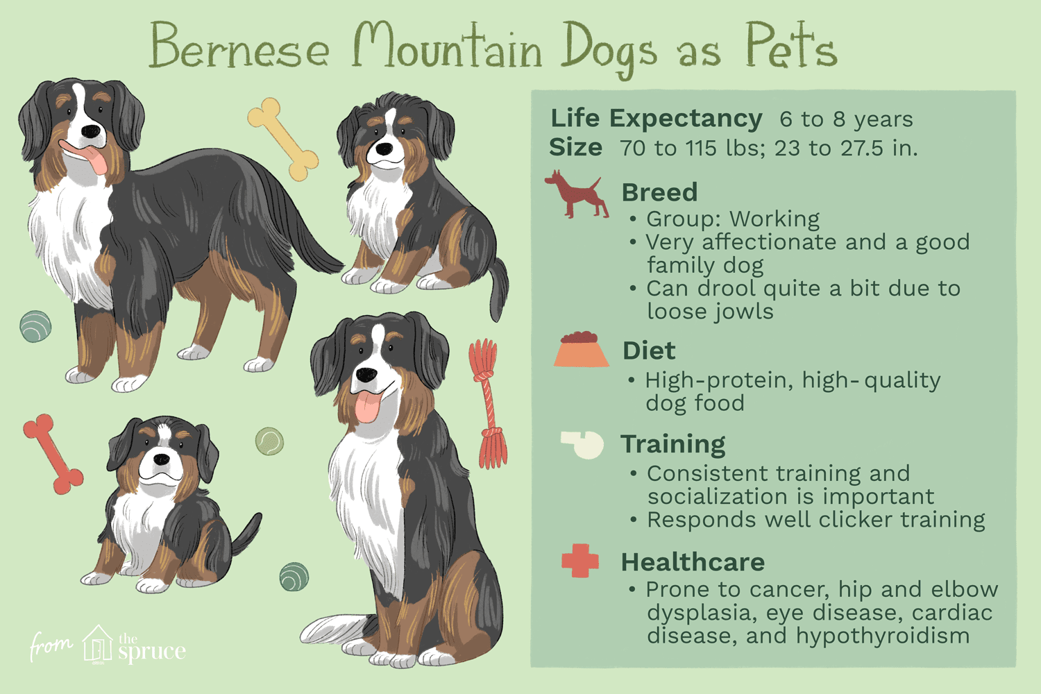 Bernese Mountain Dog (Berner): Complete Guide to Traits, Care & Training