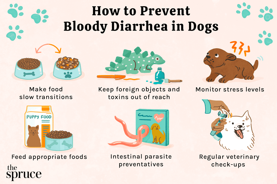 Urgent: What to Do When Your Dog Has Bloody Diarrhea