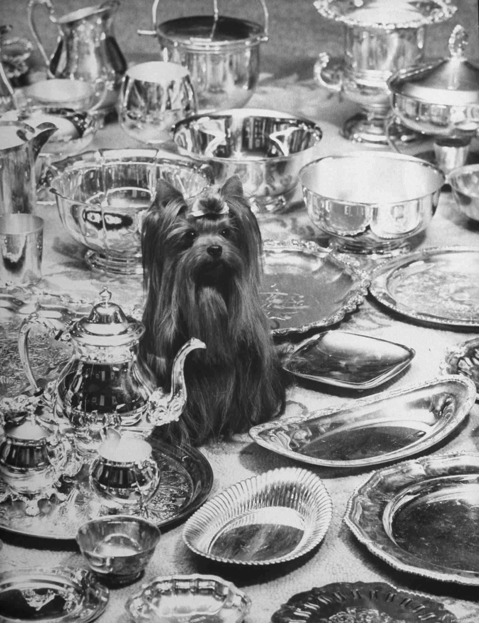 Yorkshire Terrier (Yorkie): In-Depth Breed Guide, Care Tips, and Health Insights