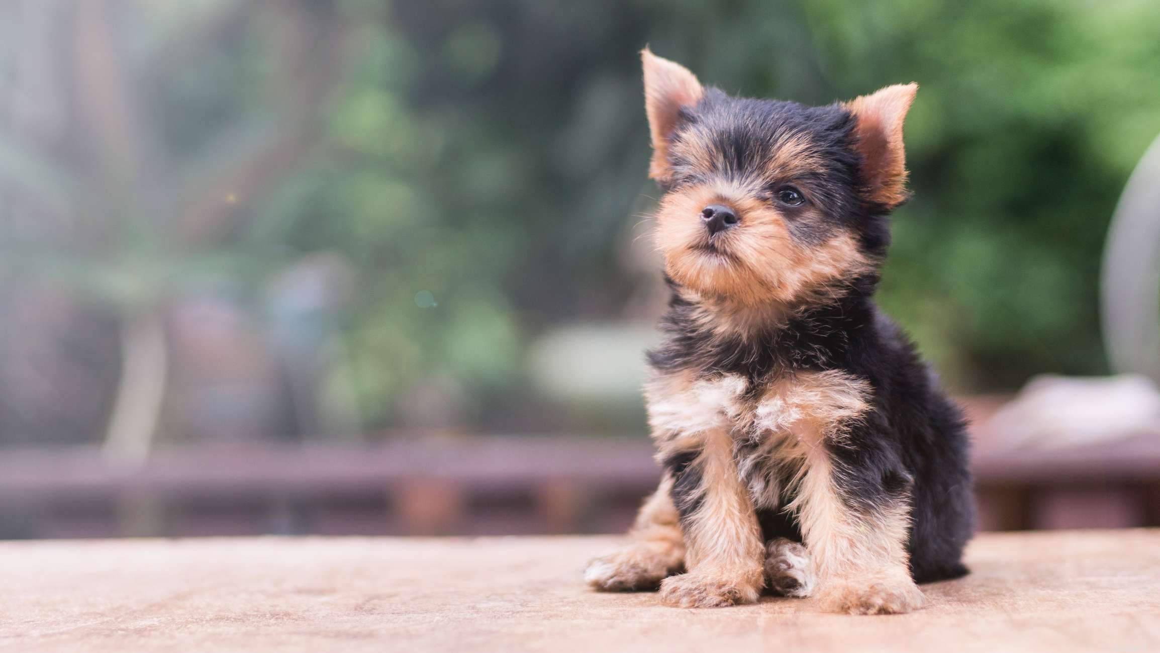 Yorkshire Terrier (Yorkie): In-Depth Breed Guide, Care Tips, and Health Insights
