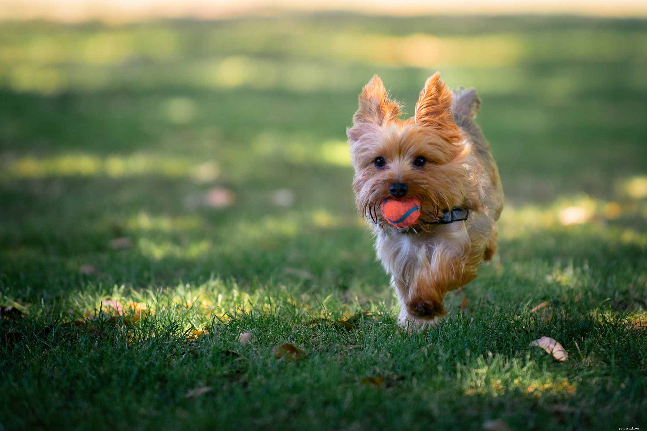 Yorkshire Terrier (Yorkie): In-Depth Breed Guide, Care Tips, and Health Insights