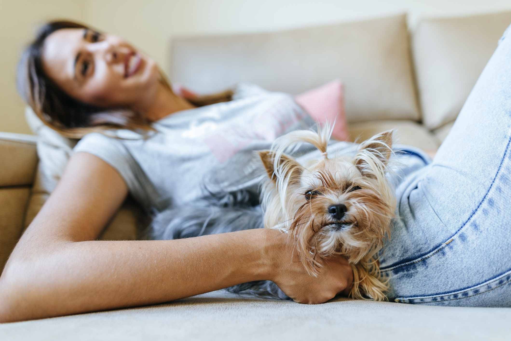 Yorkshire Terrier (Yorkie): In-Depth Breed Guide, Care Tips, and Health Insights