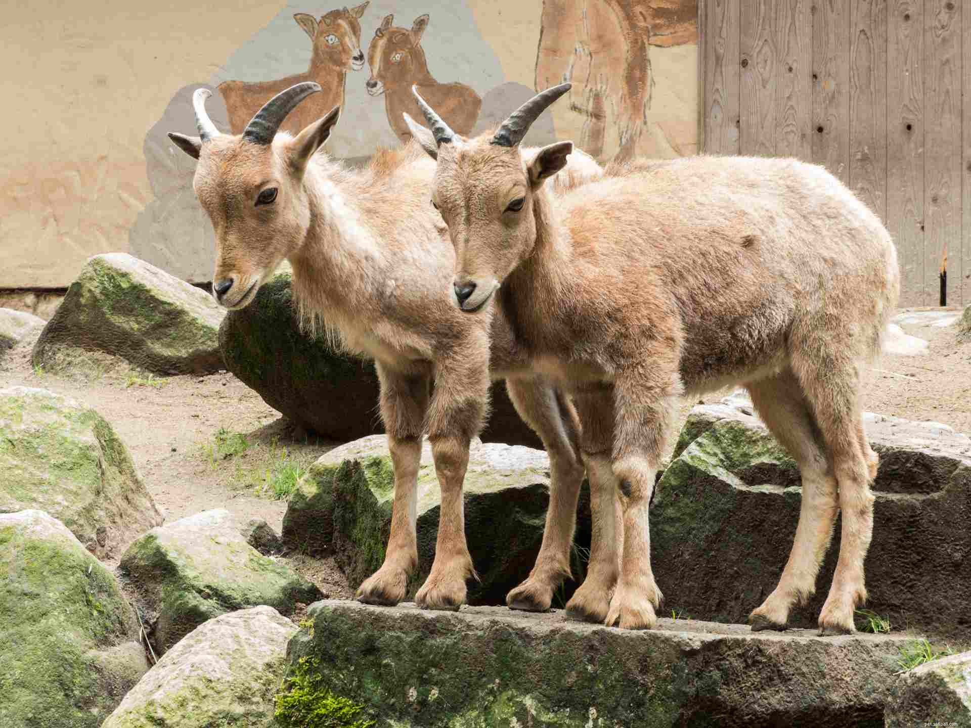 10 Surprising Goat Facts You Need to Know