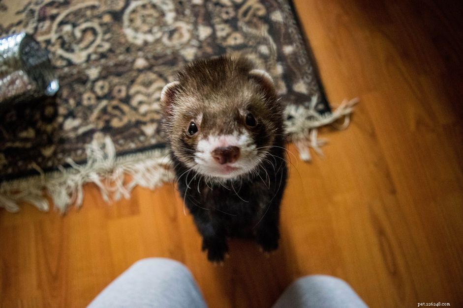 Common Ferret Diseases: Identification & Effective Treatments