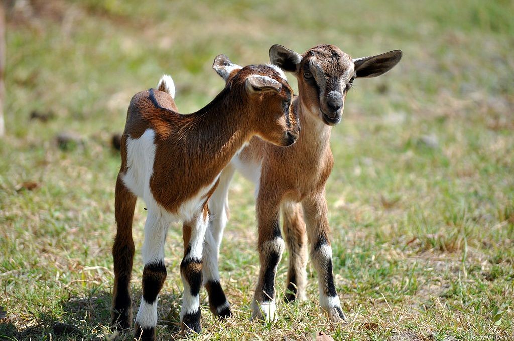 10 Surprising Goat Facts You Need to Know