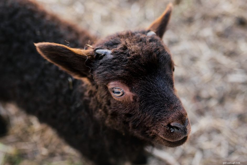 10 Surprising Goat Facts You Need to Know