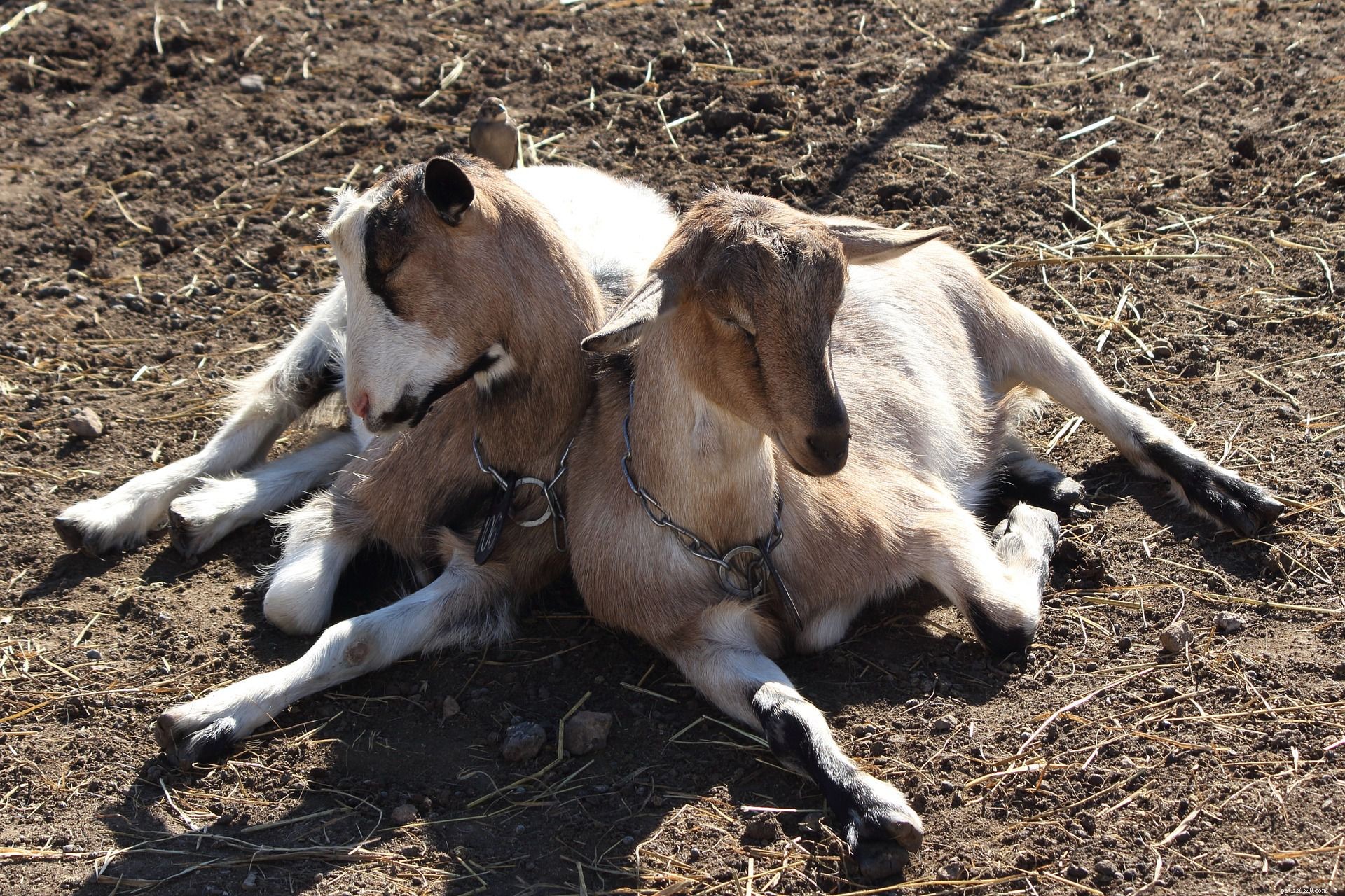 10 Surprising Goat Facts You Need to Know