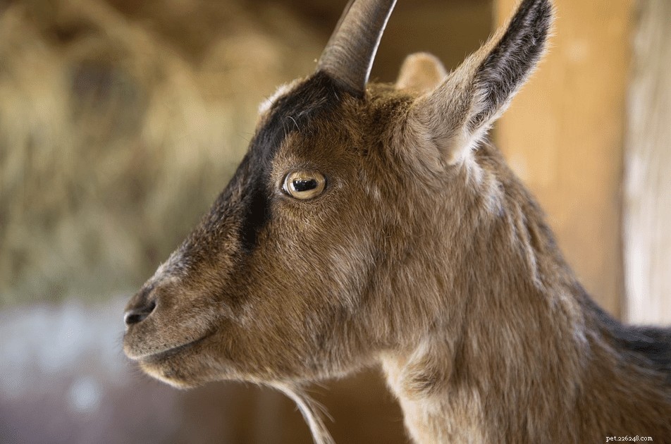10 Surprising Goat Facts You Need to Know