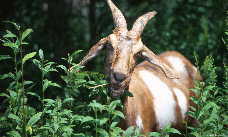 10 Surprising Goat Facts You Need to Know