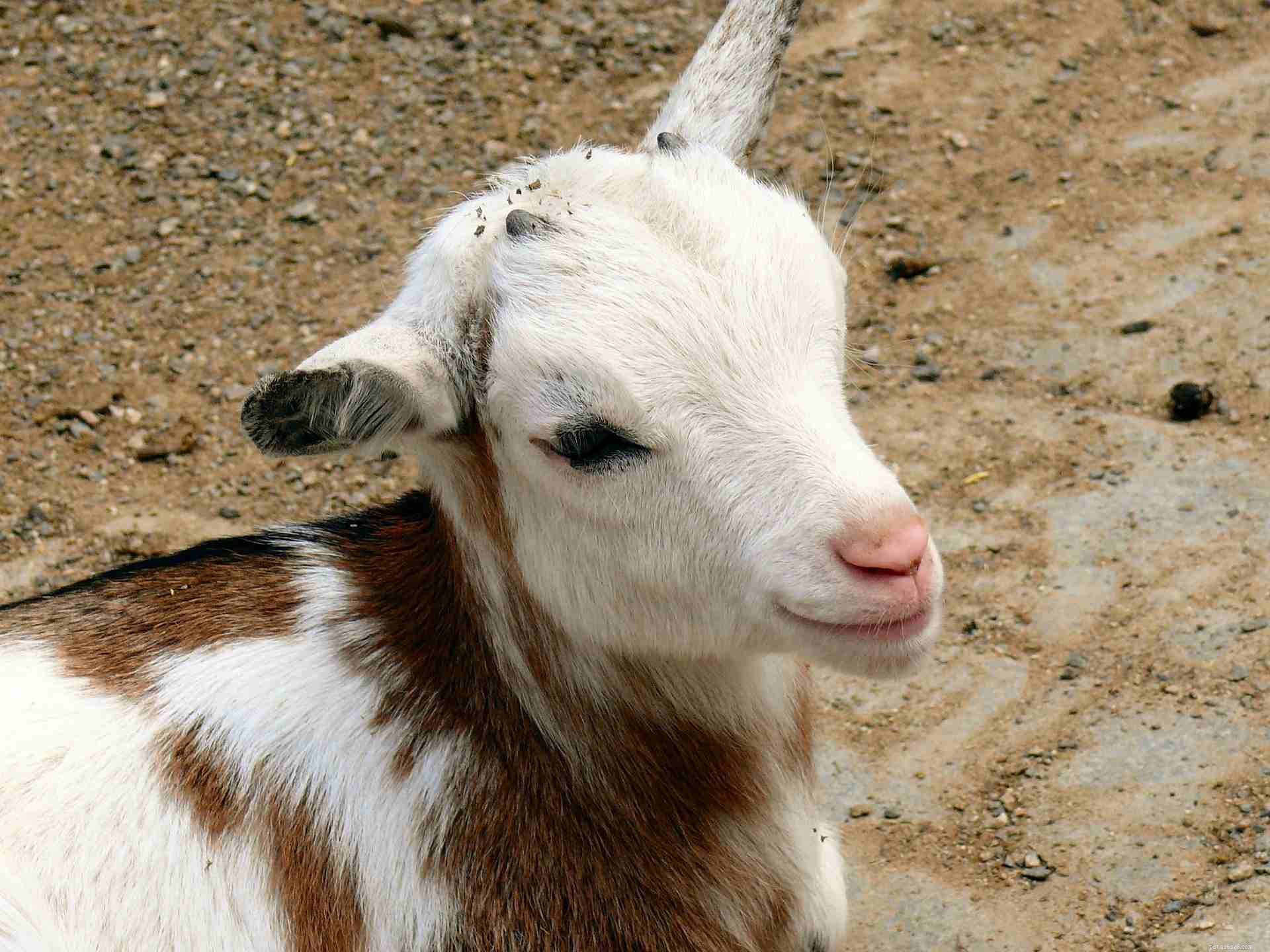 10 Surprising Goat Facts You Need to Know
