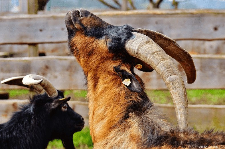 10 Surprising Goat Facts You Need to Know