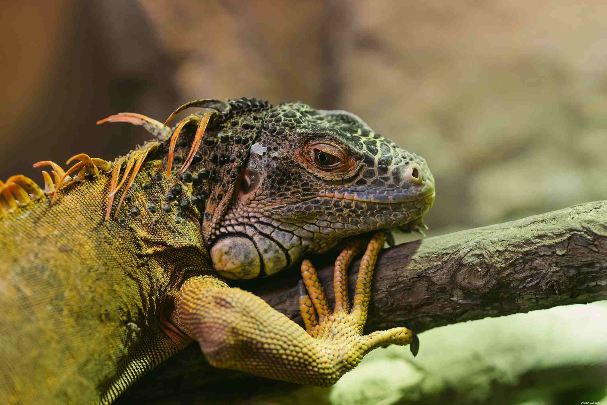 Choosing the Perfect Reptile Companion: A Guide to Responsible Pet Selection