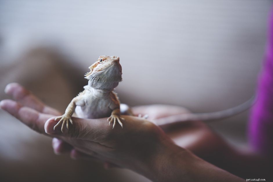 Choosing the Perfect Reptile Companion: A Guide to Responsible Pet Selection