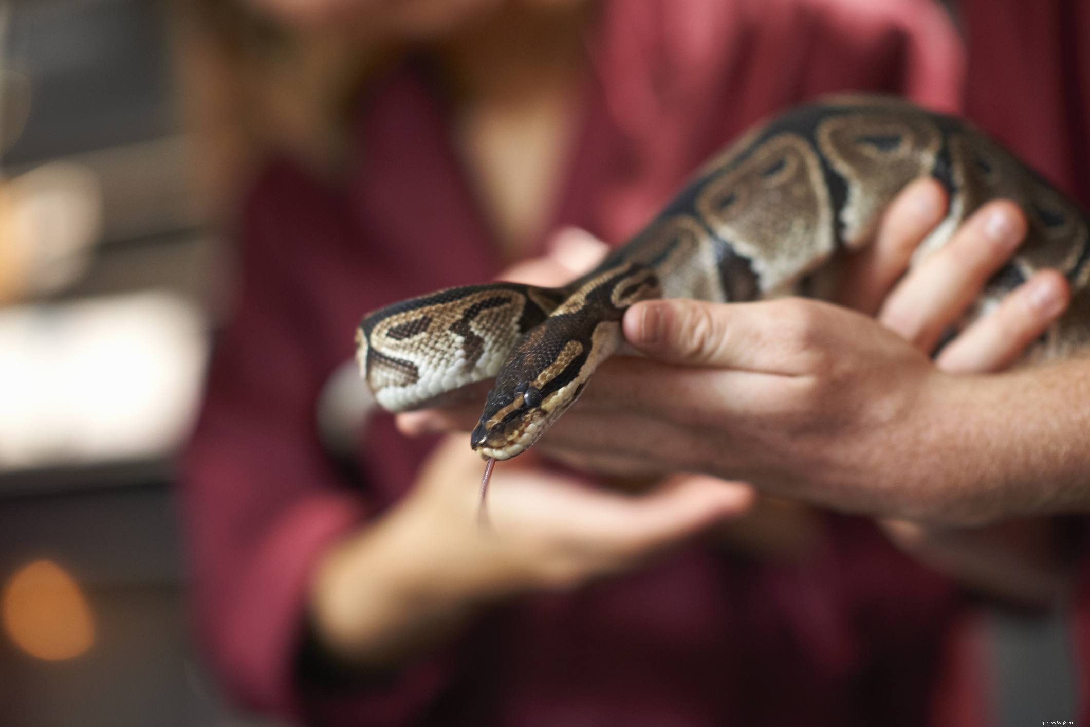 Choosing the Perfect Reptile Companion: A Guide to Responsible Pet Selection