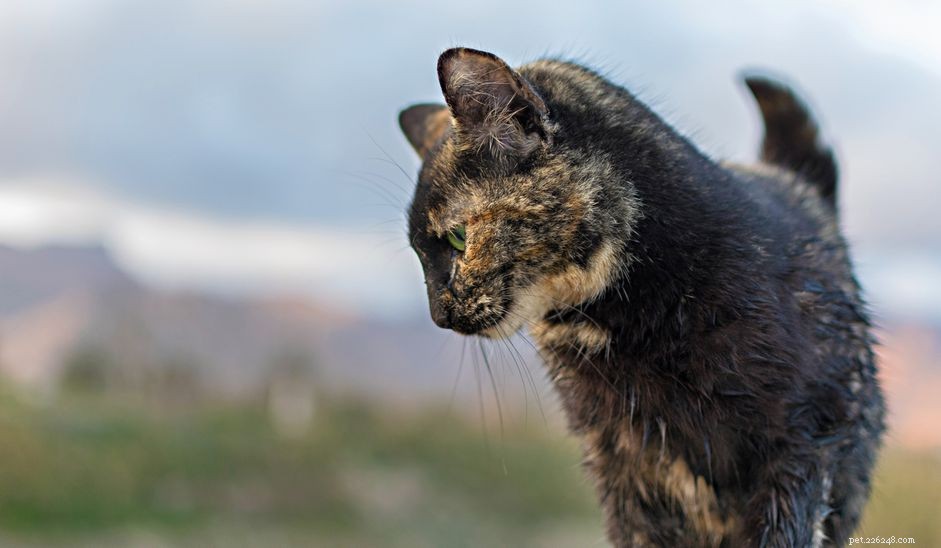 Effective Strategies to Manage and Prevent Feline Leukemia in Cats