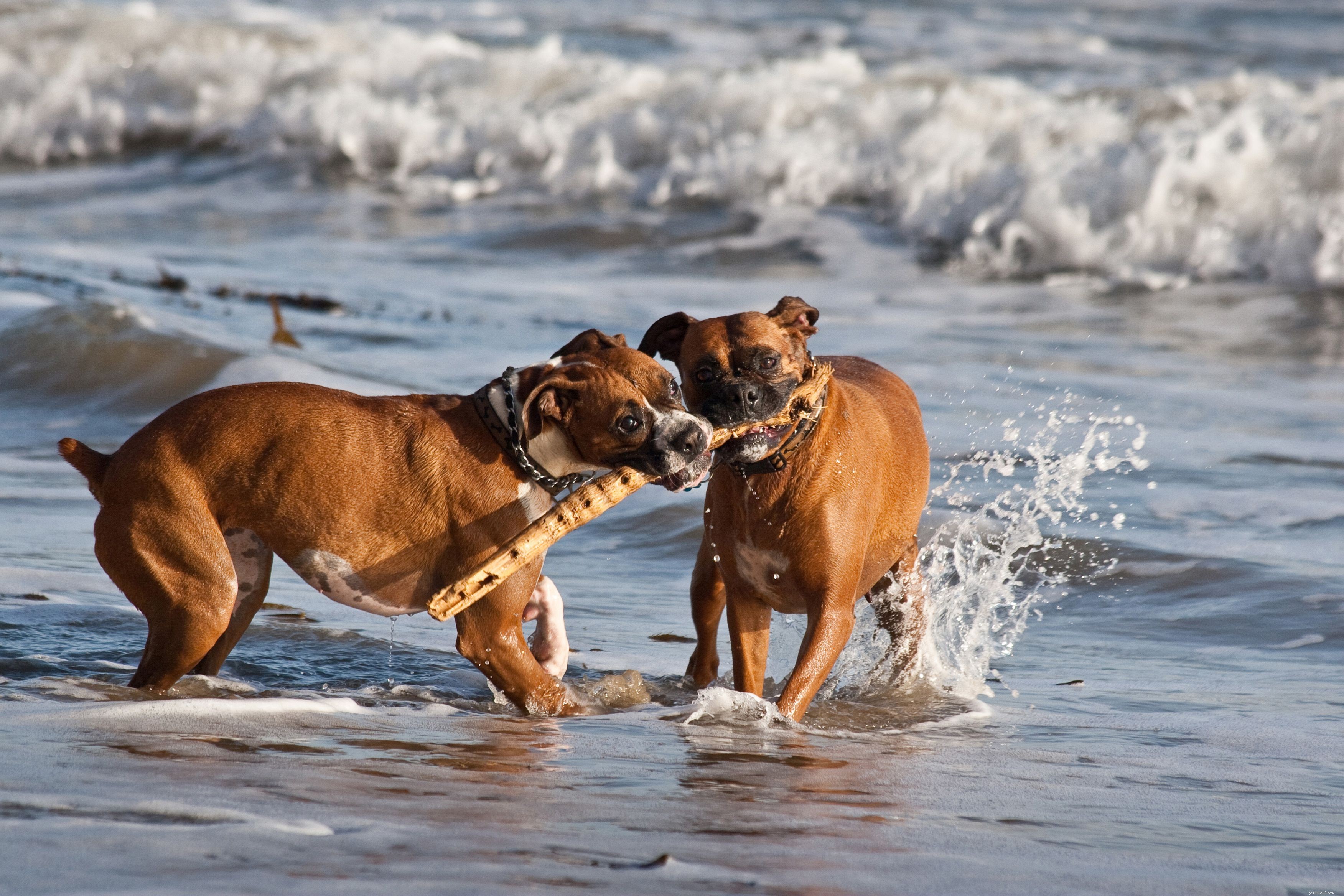 Boxer Dogs: Traits, Care, and Training Guide