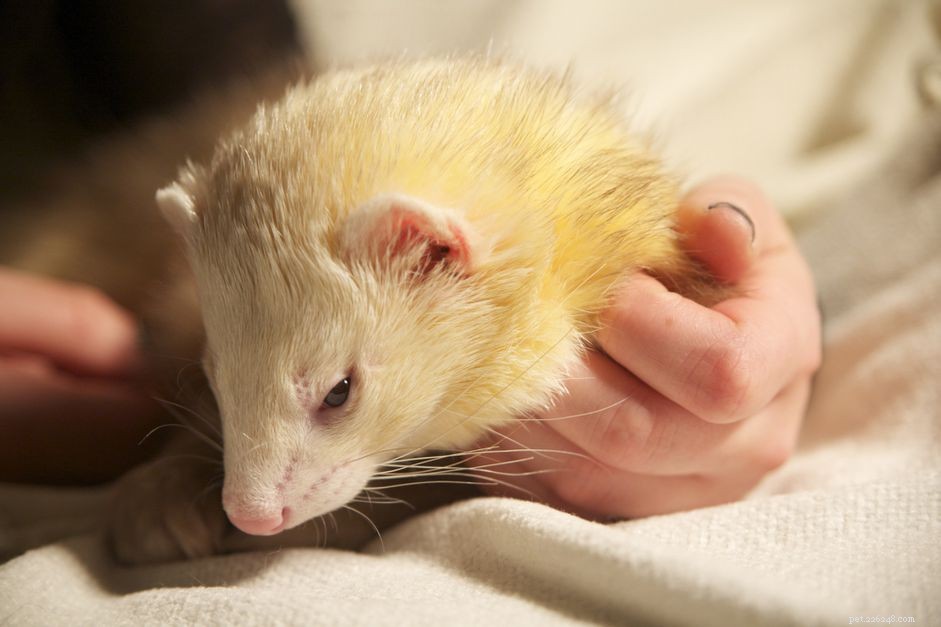 Expert Guide to Grooming Your Ferret: Baths, Brushing, and More