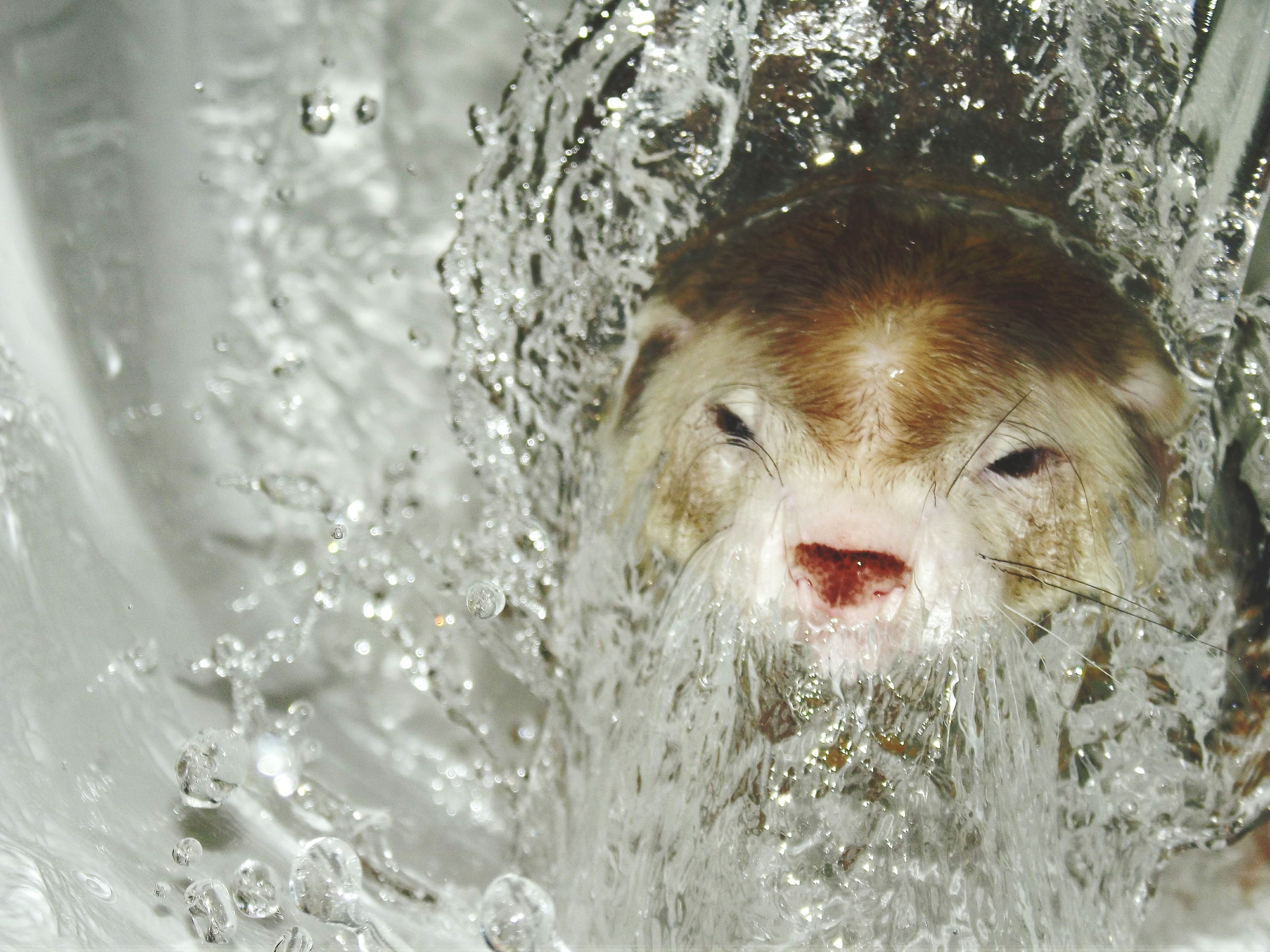 Expert Guide to Grooming Your Ferret: Baths, Brushing, and More