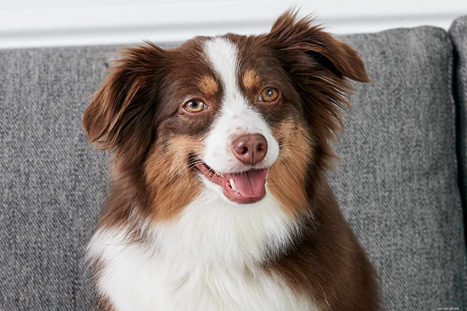 Australian Shepherd (Aussie): Characteristics, Care, and Training Guide