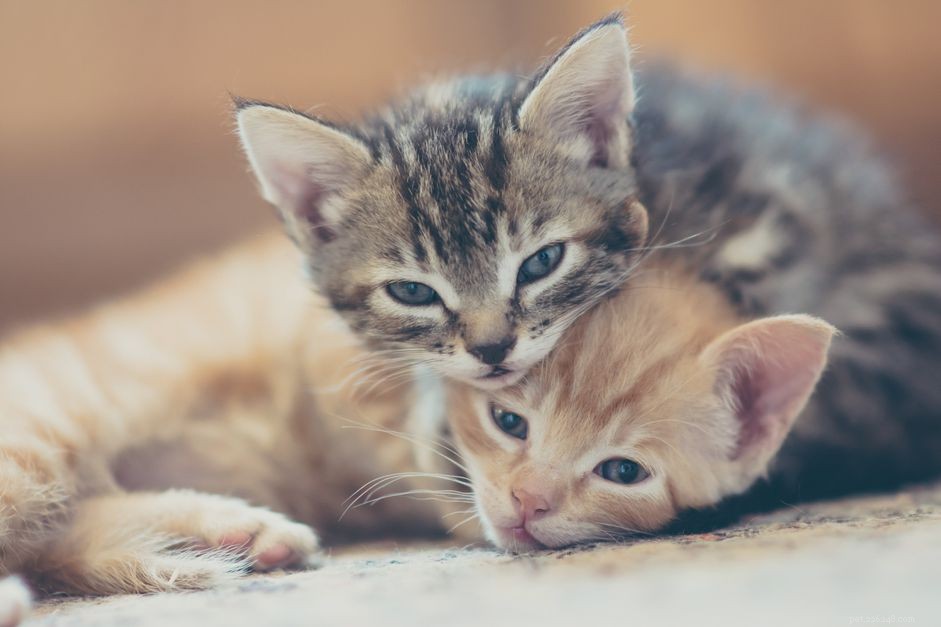 9 Key Mistakes New Cat Owners Should Avoid