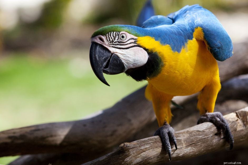 Psittacosis (Parrot Fever): Symptoms, Diagnosis, and Prevention for Birds and Humans