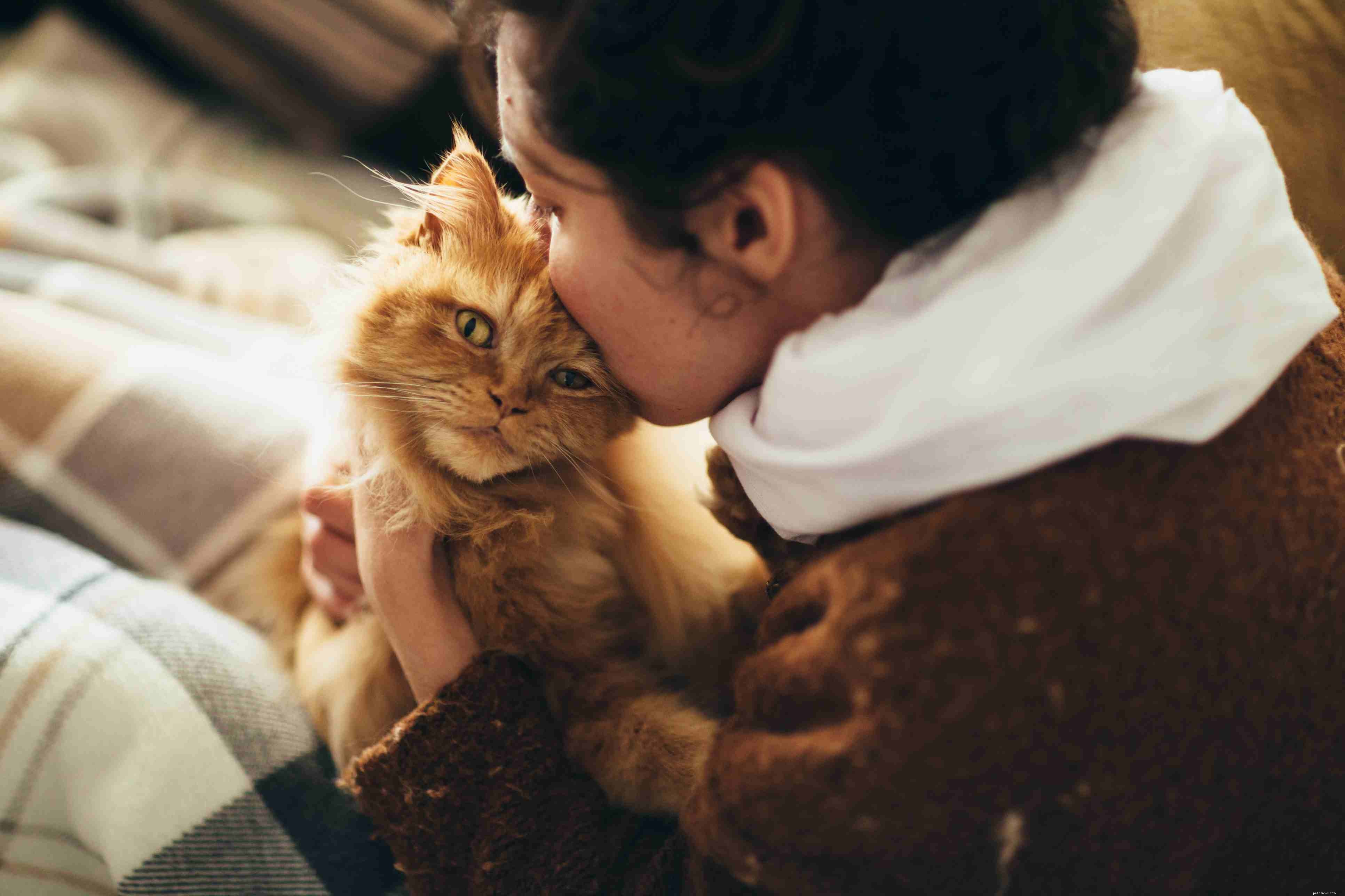 9 Key Mistakes New Cat Owners Should Avoid