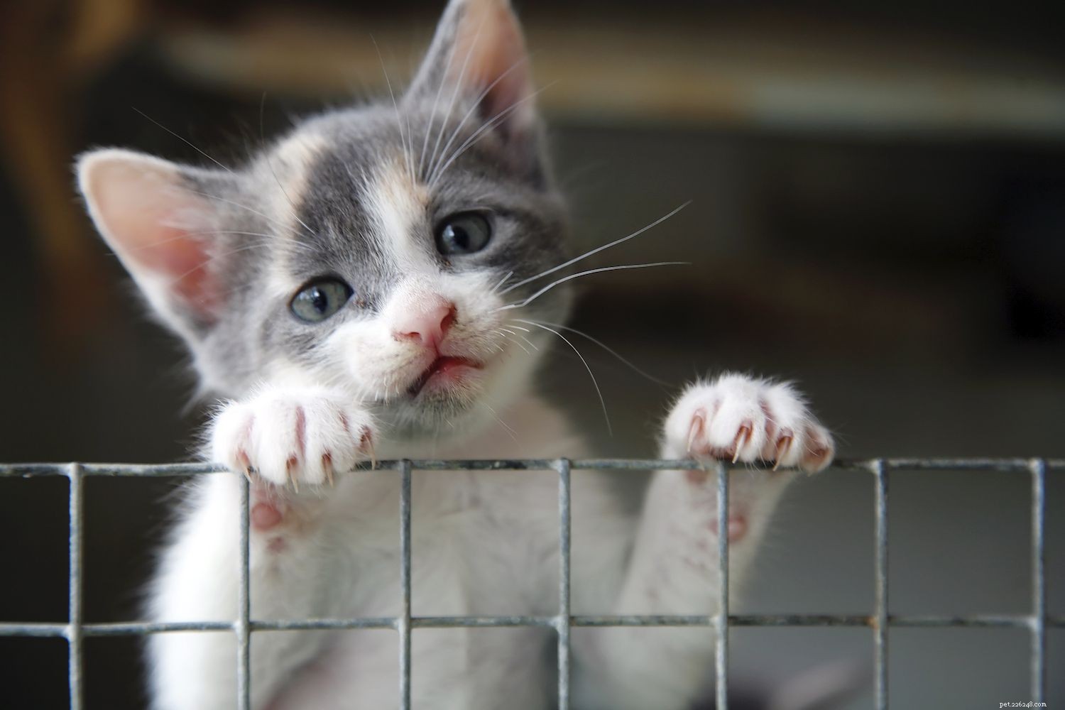 9 Key Mistakes New Cat Owners Should Avoid