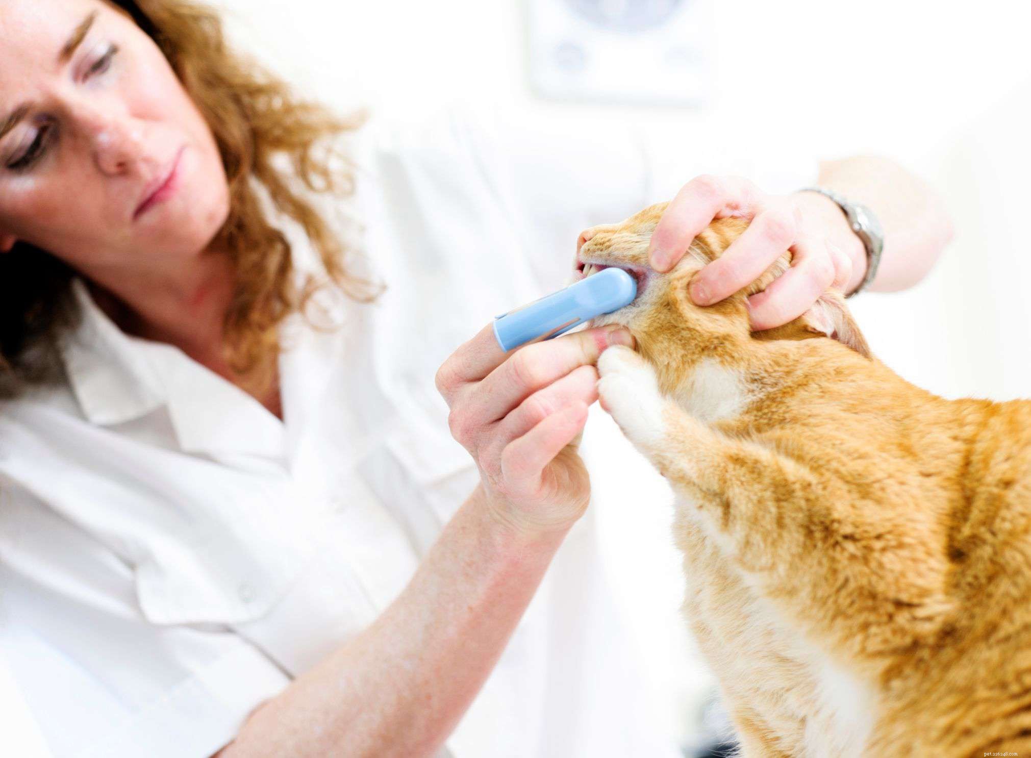 9 Key Mistakes New Cat Owners Should Avoid