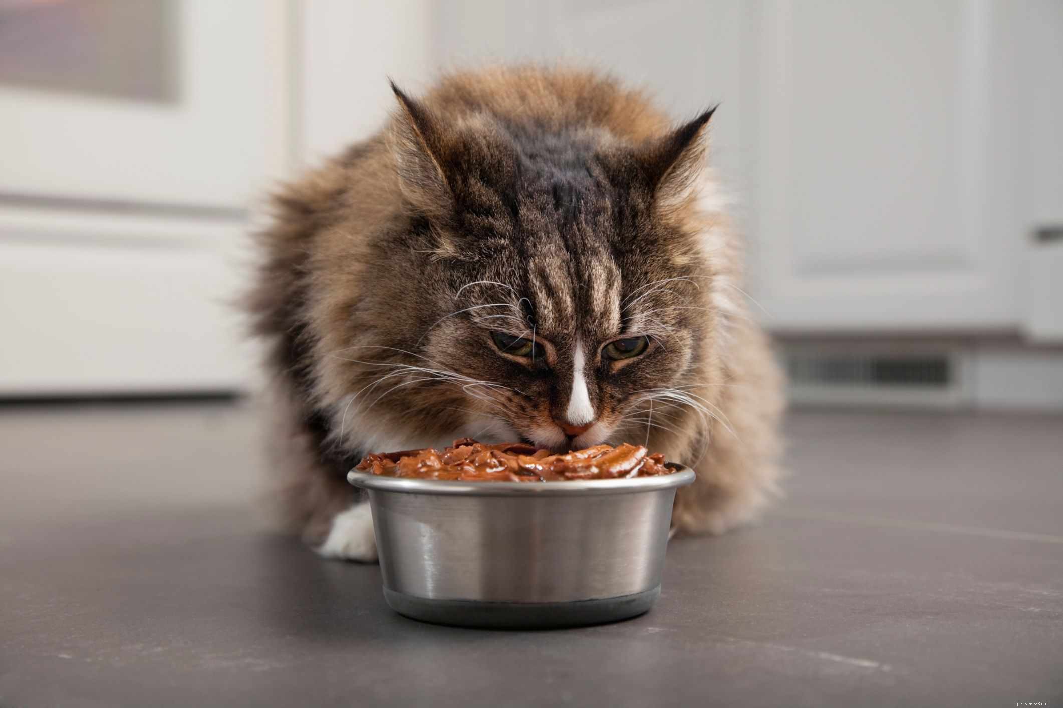 9 Key Mistakes New Cat Owners Should Avoid