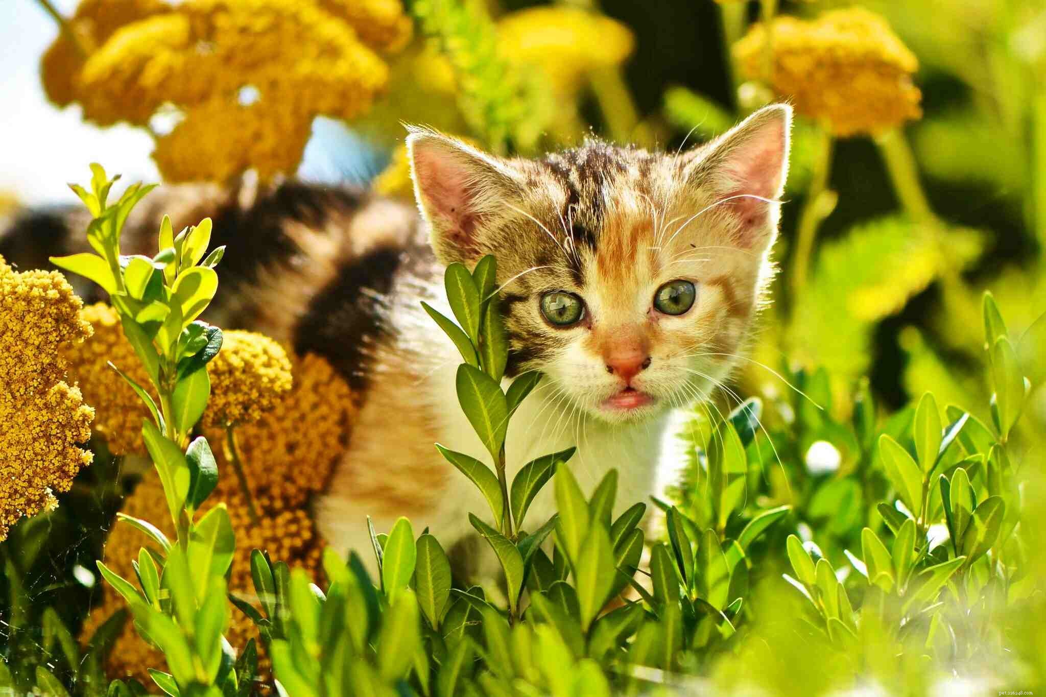 9 Key Mistakes New Cat Owners Should Avoid