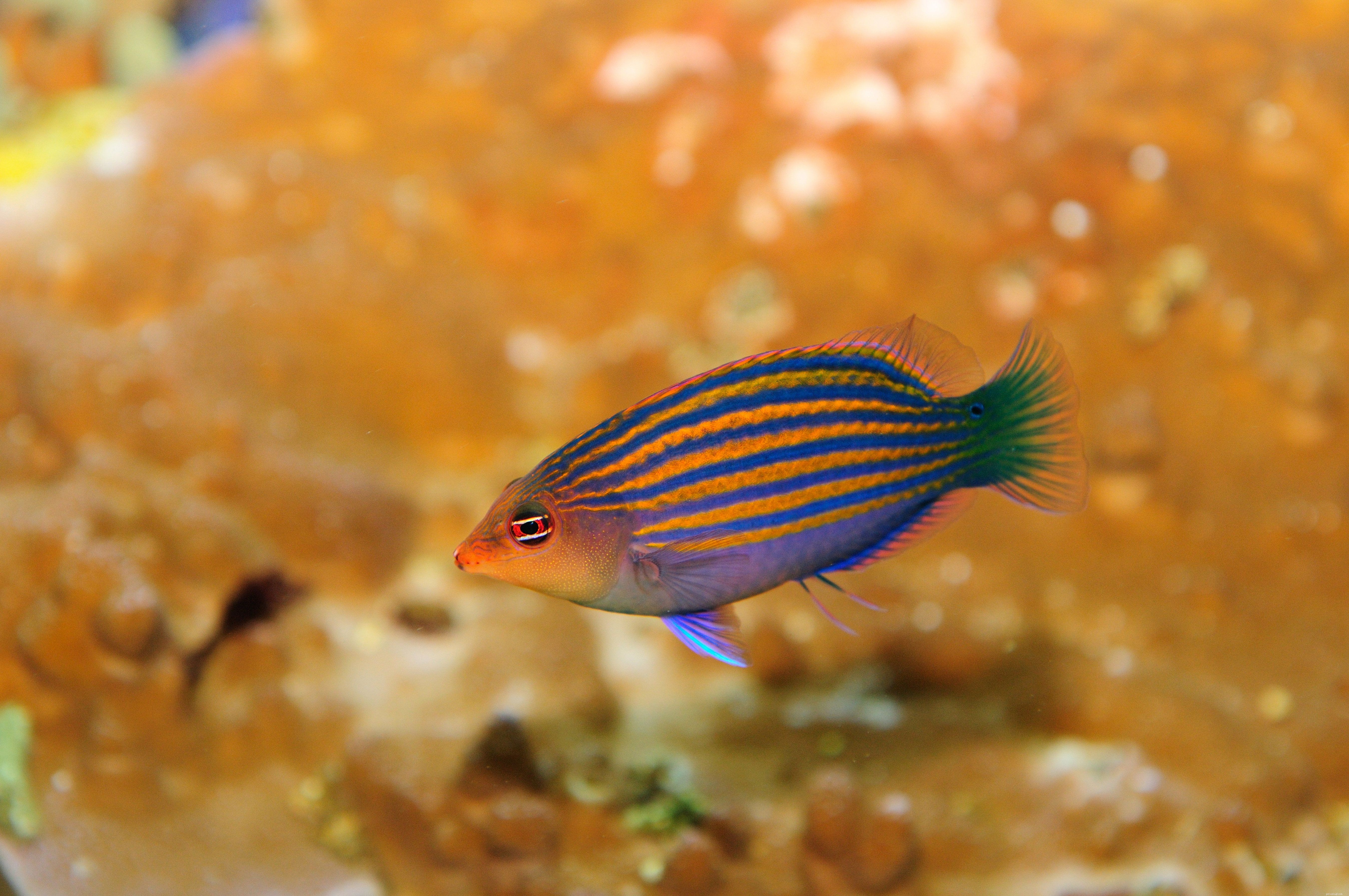 Black Spot Disease in Fish: Causes, Symptoms, and Prevention