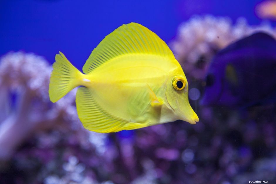 Black Spot Disease in Fish: Causes, Symptoms, and Prevention