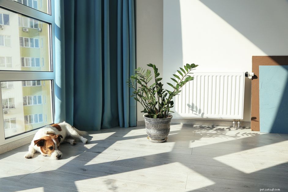 Protect Your Pets from the Silent Threat of Carbon Monoxide Poisoning