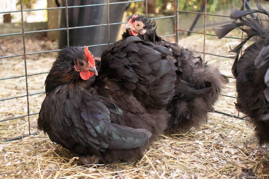 Comprehensive Guide to Caring for Your Pet Chicken