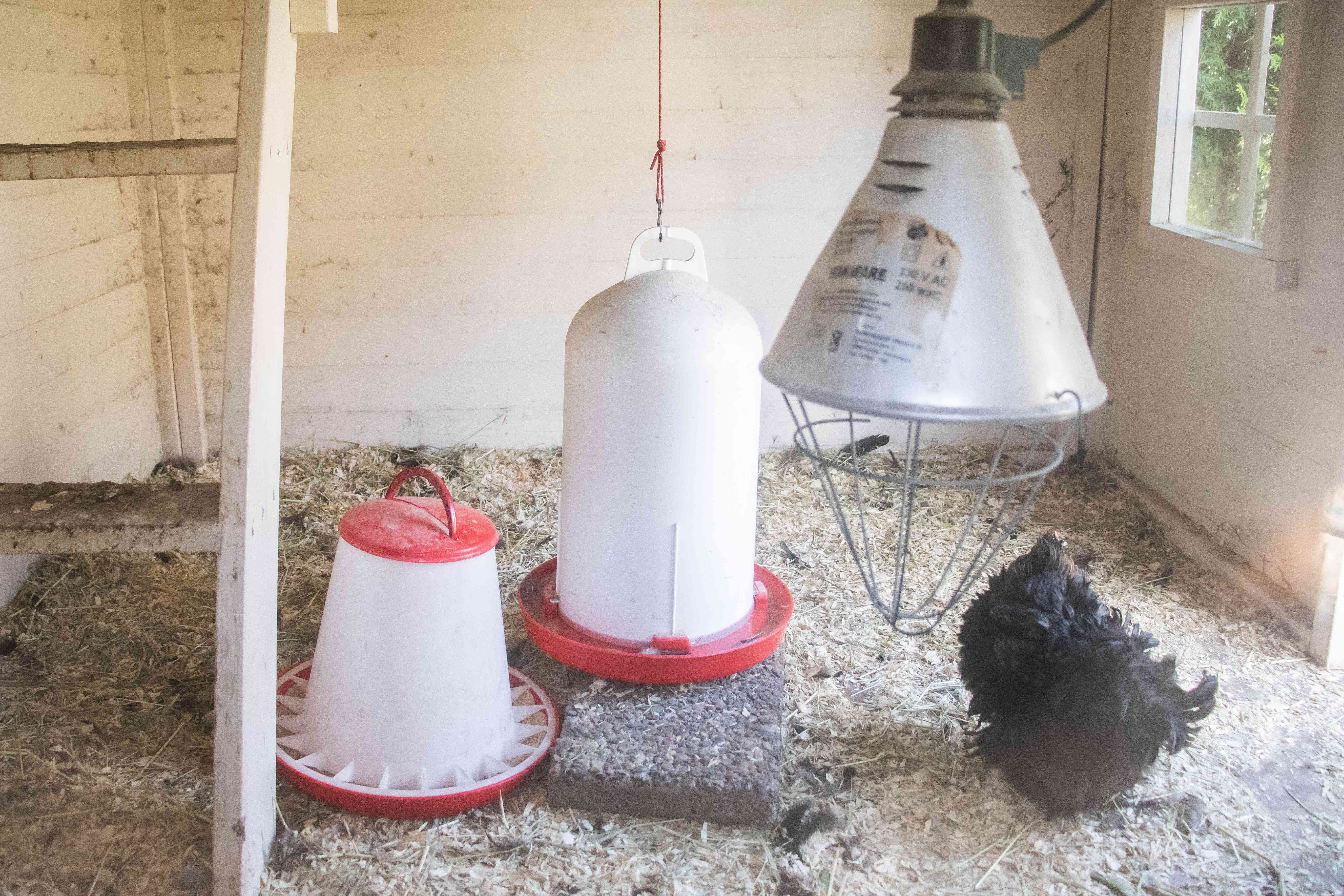 Comprehensive Guide to Caring for Your Pet Chicken