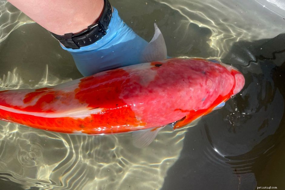 Effective Treatment for Carp Pox in Koi: A Comprehensive Guide