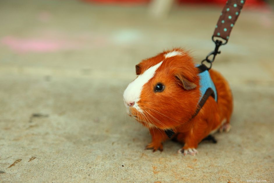 How to Care for a Guinea Pig with a Broken Leg