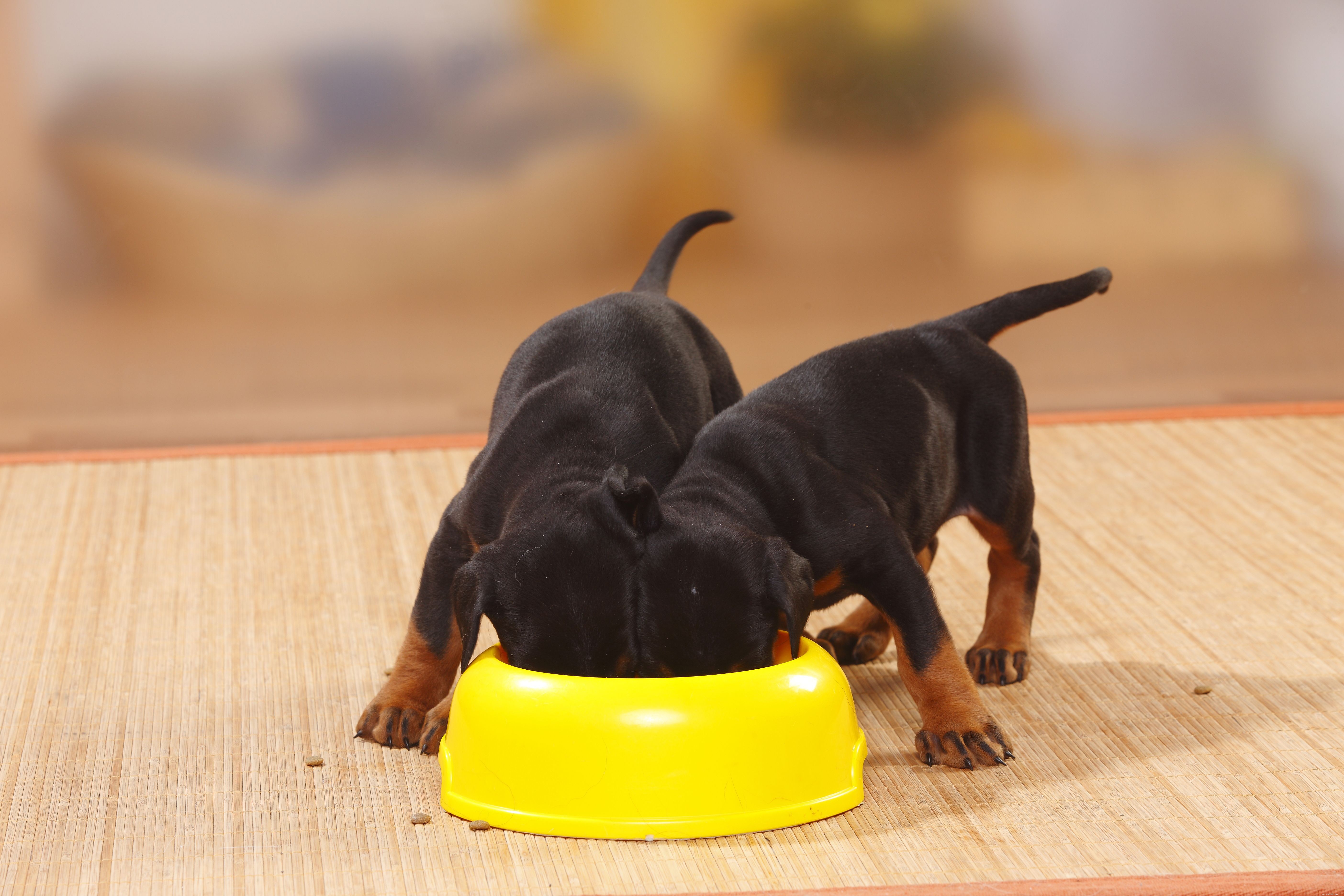 Safe Weight Management Tips for Overweight Puppies