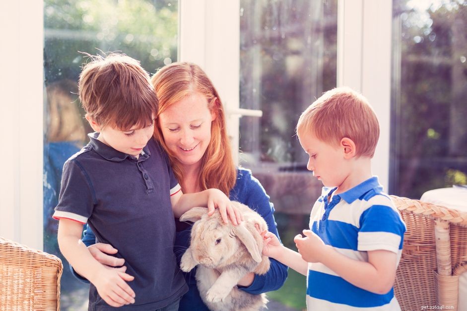 5 Common Types of Rabbit Tumors and How to Spot Them
