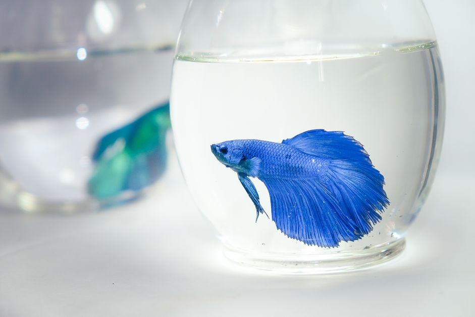 Should I Keep My Betta in a Vase?