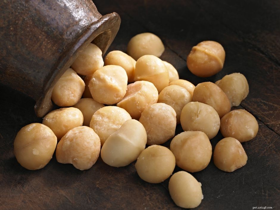 Macadamia Nut Poisoning in Dogs: Symptoms, Prevention & Treatment