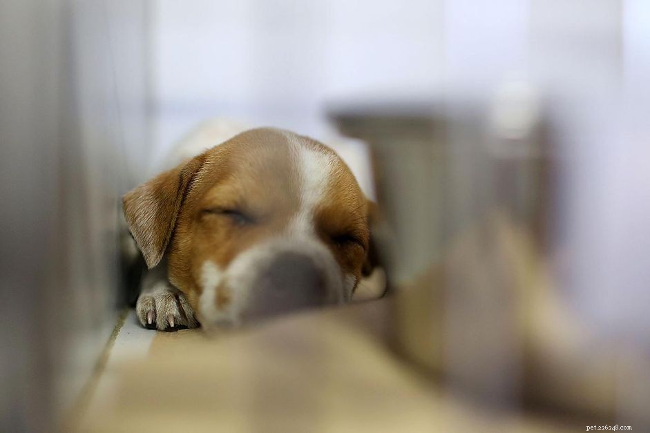 Understanding Puppy Mills: What They Are and Why They Matter