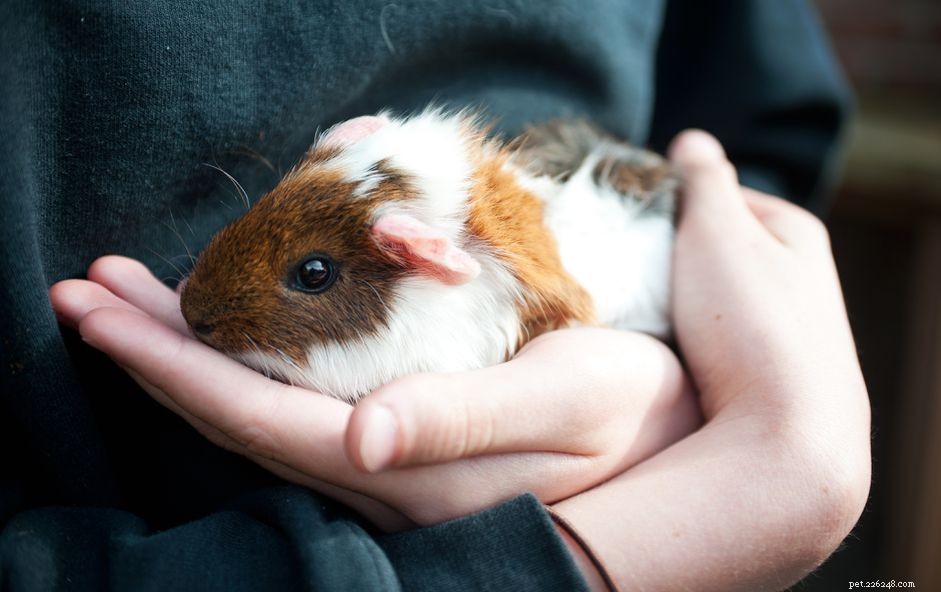 Guinea Pig Lice: Identification, Prevention, and Safe Treatment