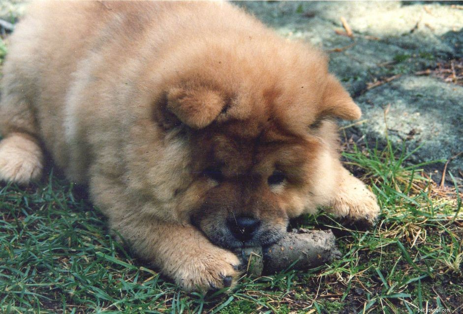 8 Delightfully Chubby Animals That Are Incredibly Adorable