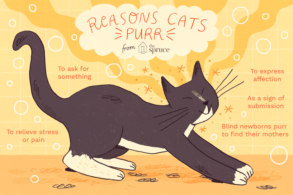 The Science Behind a Cat’s Purr: How and Why Cats Produce This Soothing Sound