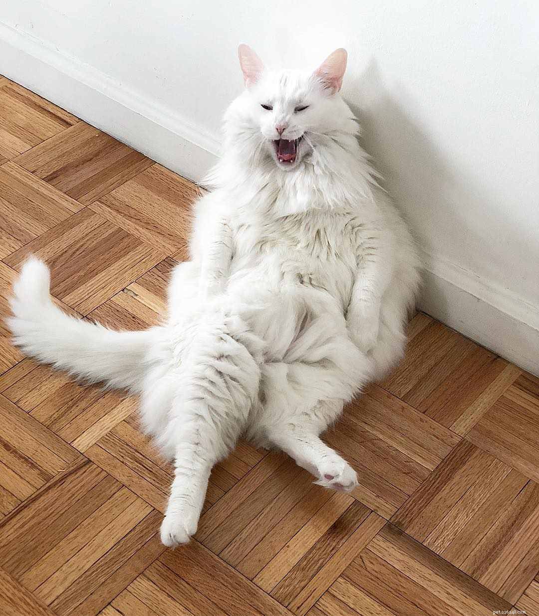 8 Delightfully Chubby Animals That Are Incredibly Adorable
