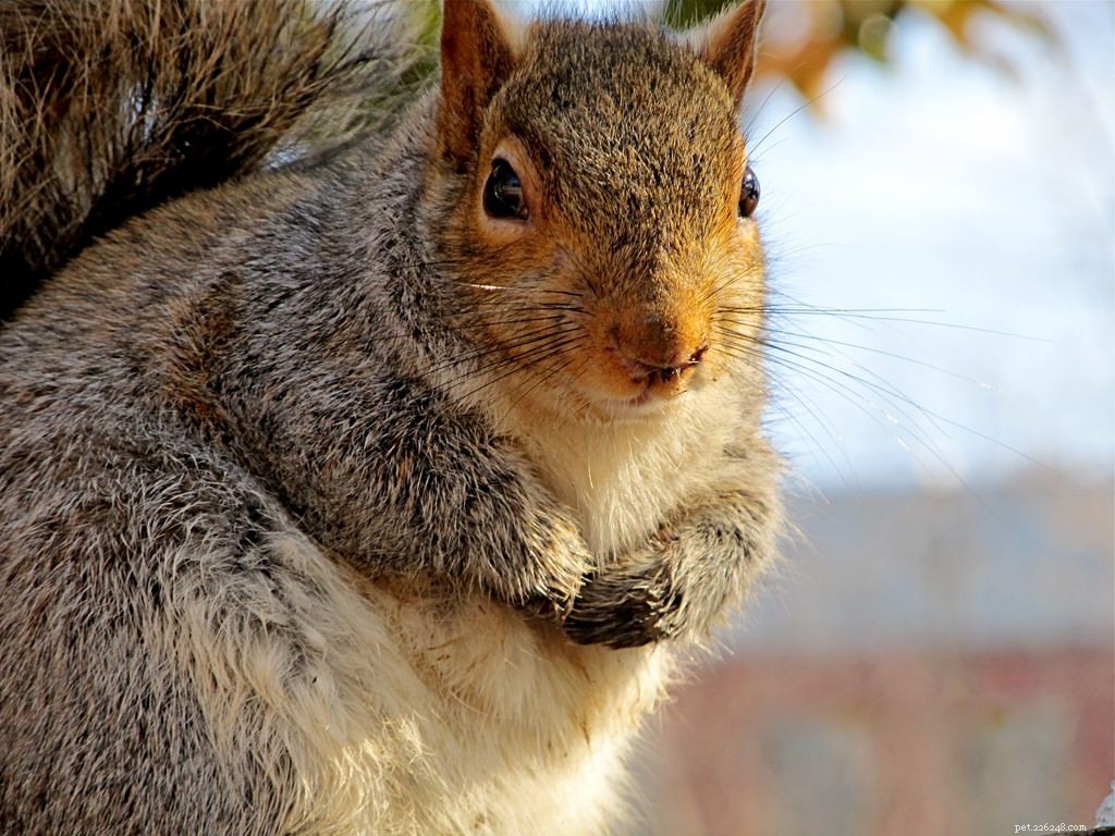 8 Delightfully Chubby Animals That Are Incredibly Adorable