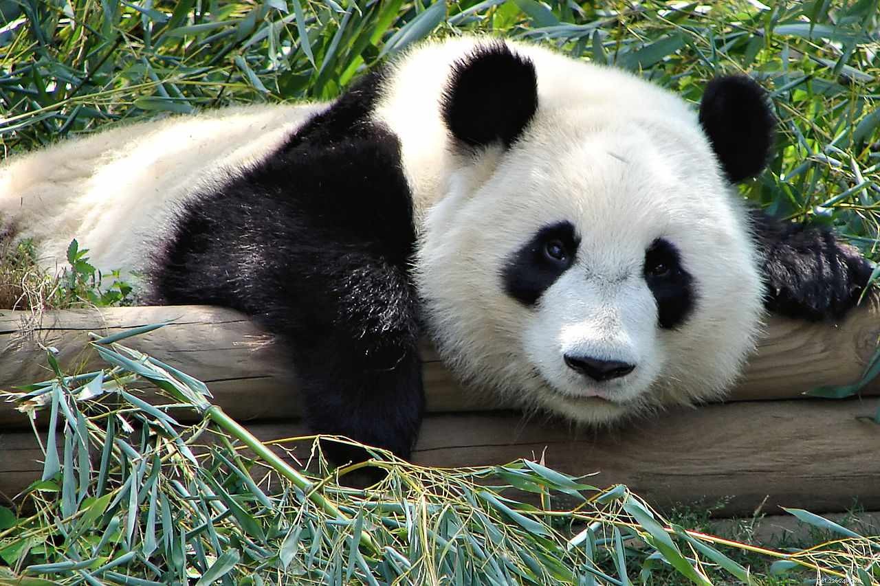 8 Delightfully Chubby Animals That Are Incredibly Adorable