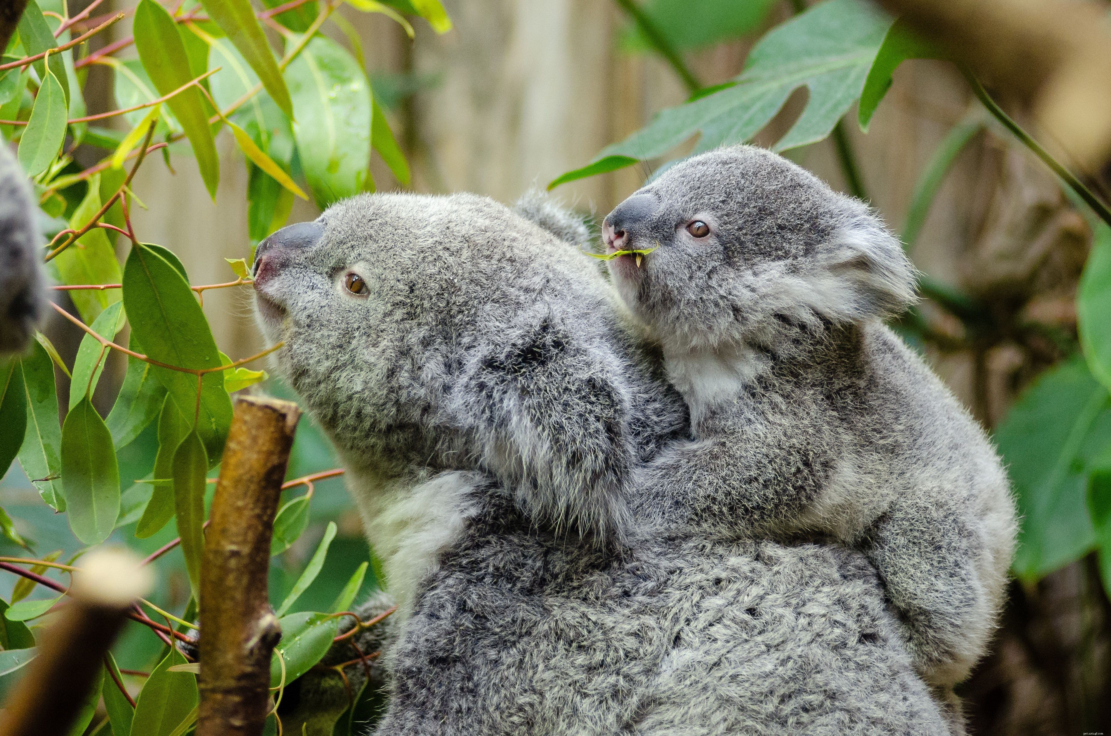 8 Delightfully Chubby Animals That Are Incredibly Adorable